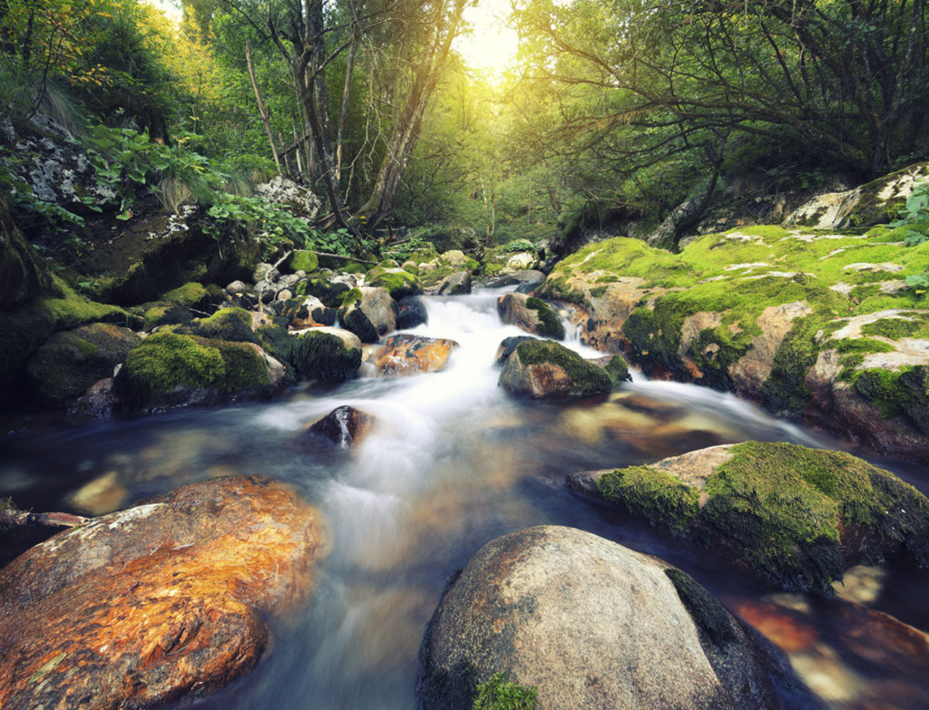 Water stream in an idylic forest (?unikov vodni gaj, Slovenia).